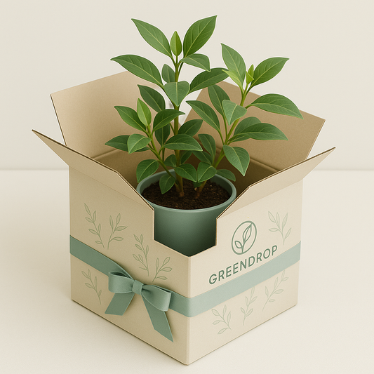 GreenDrop : Votre Box Plante Mensuelle !