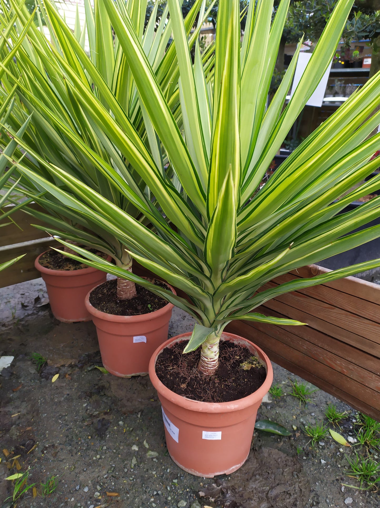 Yucca - Plante d'Intérieur